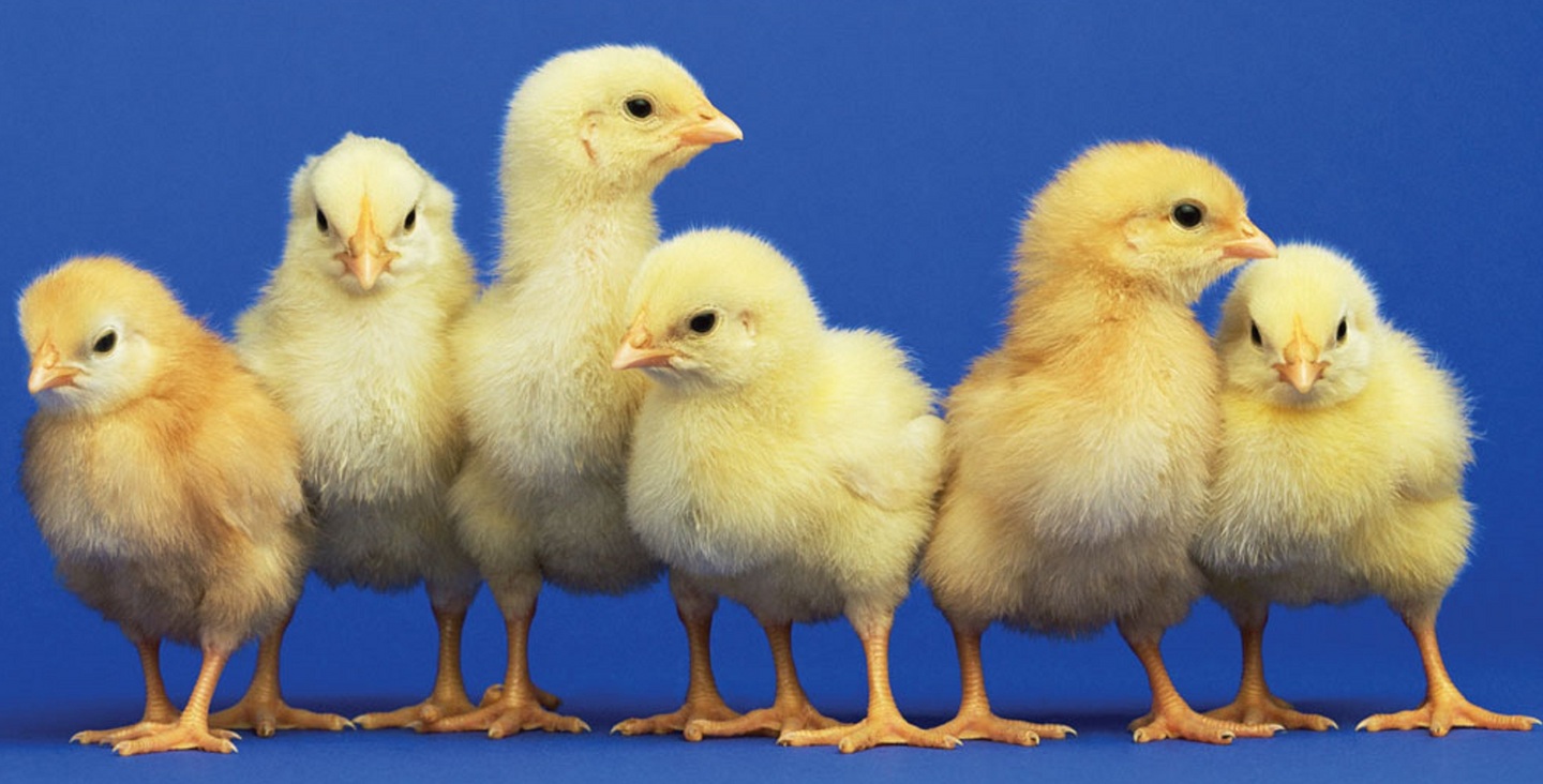 تراجع سعر الكتكوت الأبيض اليوم الاثنين 8 ديسمبر 2025 للمستهلك مصر