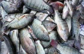 البلطي بـ 64 جنيهًا.. قائمة أسعار السمك اليوم الاثنين 8 ديسمبر 2025 في سوق العبور