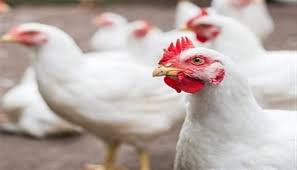 استقرار بورصة الدواجن اليوم أسعار الفراخ البيضاء الاثنين 8 ديسمبر 2025 وفق آخر تحديث