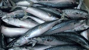 قائمة أسعار السمك اليوم الجمعة 12 ديسمبر 2025 في سوق العبور للجملة بآخر تحديث