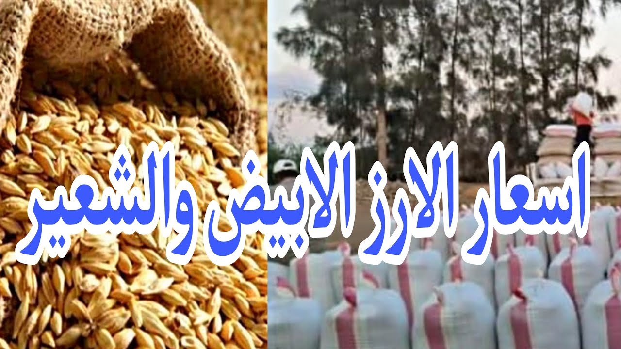 اسعار الأرز الشعير اليوم الثلاثاء 23 ديسمبر 2025 في الاسواق المصرية للمستهلك والتاجر