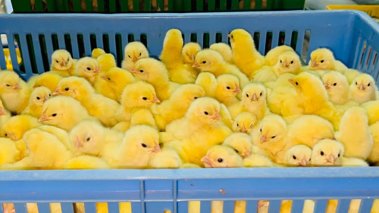 سعر الكتكوت الأبيض اليوم في بورصة الدواجن والأسواق المصرية للمستهلك.. عمر يوم بكام؟