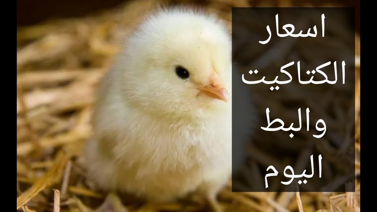 عمر يوم بكام؟.. سعر الكتكوت الأبيض اليوم في بورصة الدواجن وجميع الشركات المنتجة