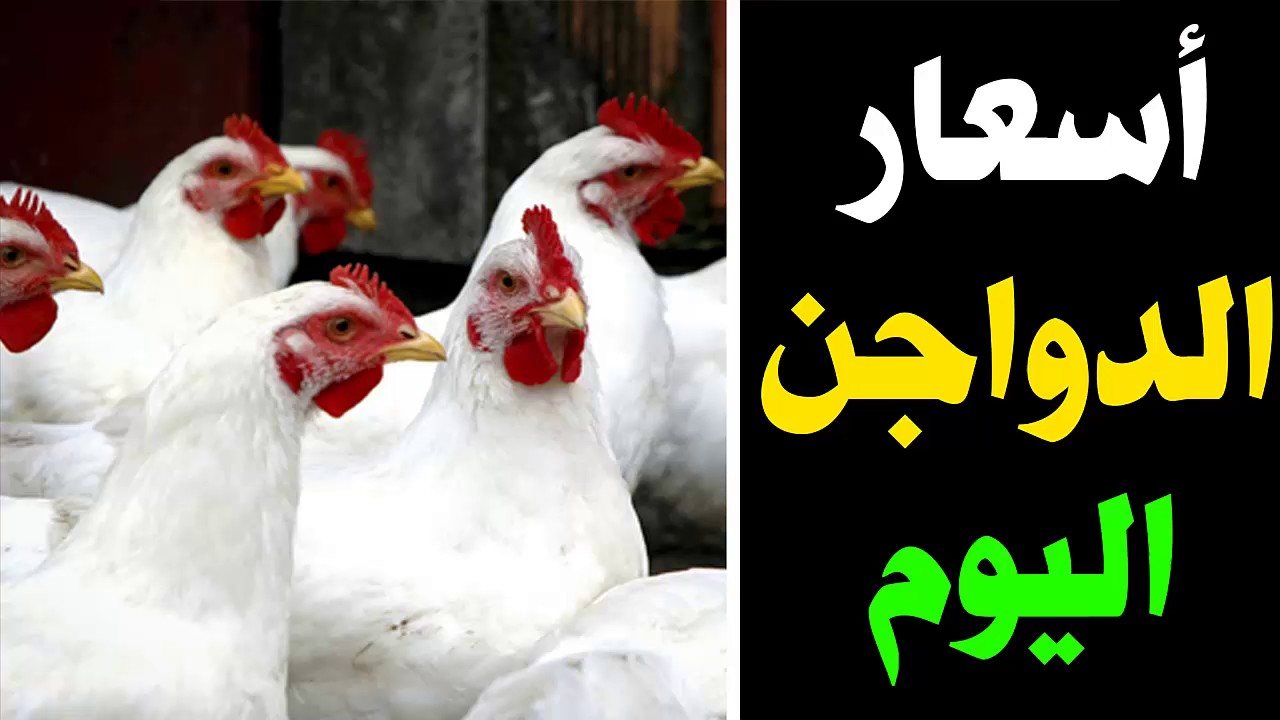 (فراخ وكتاكيت وبيض) ارتفاع اسعار الدواجن اليوم الاحد 28 ديسمبر 2025 في البورصة الرئيسية والاسواق