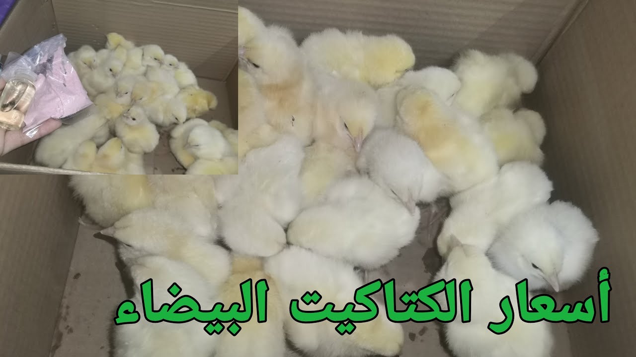 انخفاض سعر الكتكوت الابيض اليوم الاحد 14 ديسمبر 2025 في الاسواق