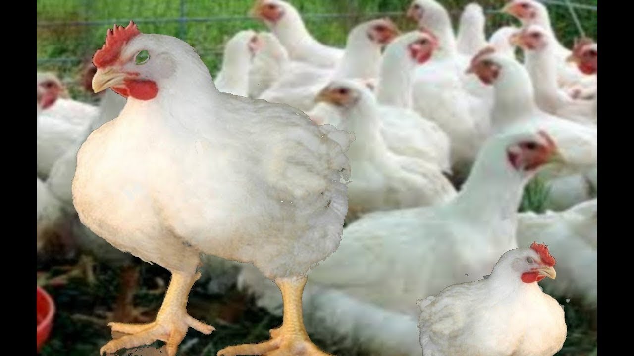 تحركات جديدة لأسعار الفراخ البيضاء في بورصة الدواجن اليوم في مصر.. الكيلو بكام؟