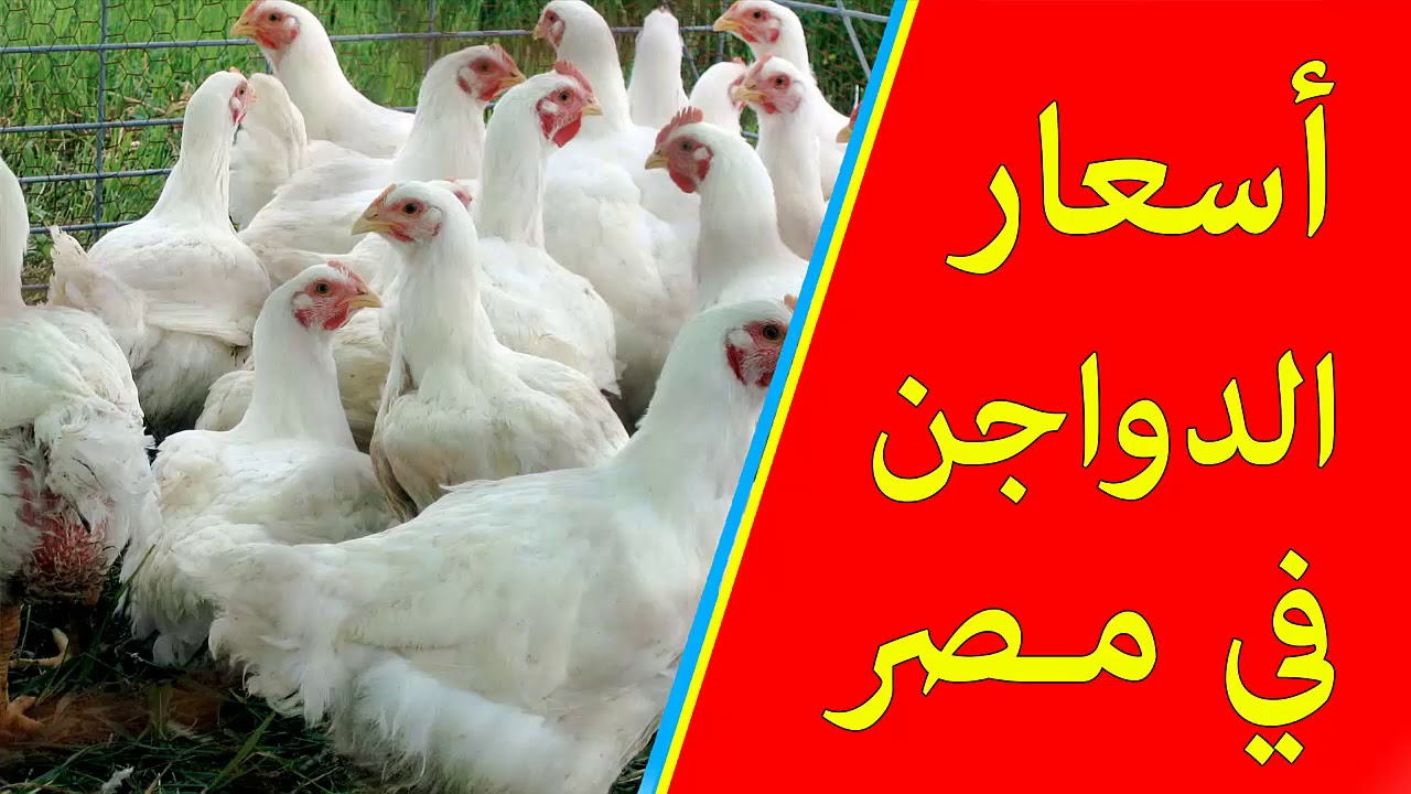 تحركات جديدة لأسعار الفراخ البيضاء في بورصة الدواجن اليوم في مصر.. الكيلو بكام؟