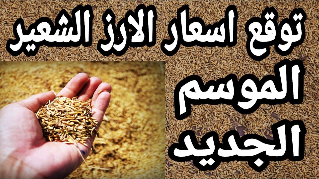 سعر الأرز الشعير اليوم الأربعاء 10 ديسمبر 2025 في الاسواق المصرية للمستهلكين والتجار