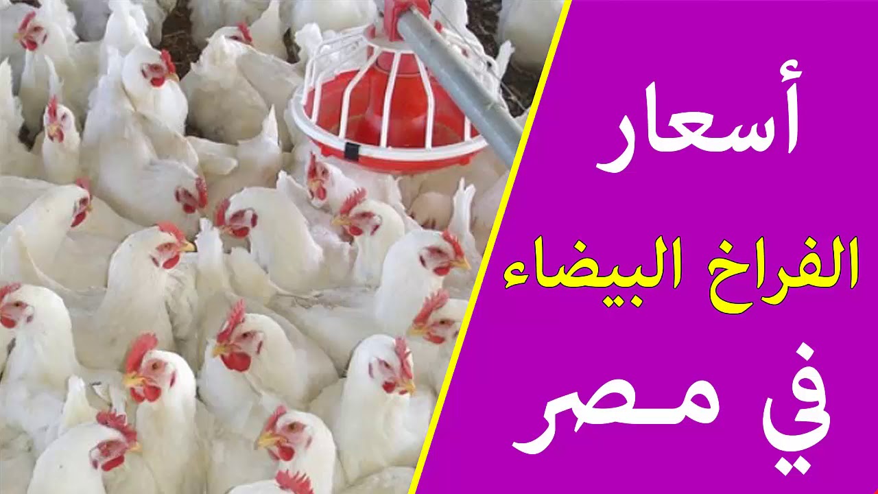 تحركات جديدة في بورصة الدواجن اليوم.. أسعار الفراخ البيضاء والبلدي والساسو في مصر