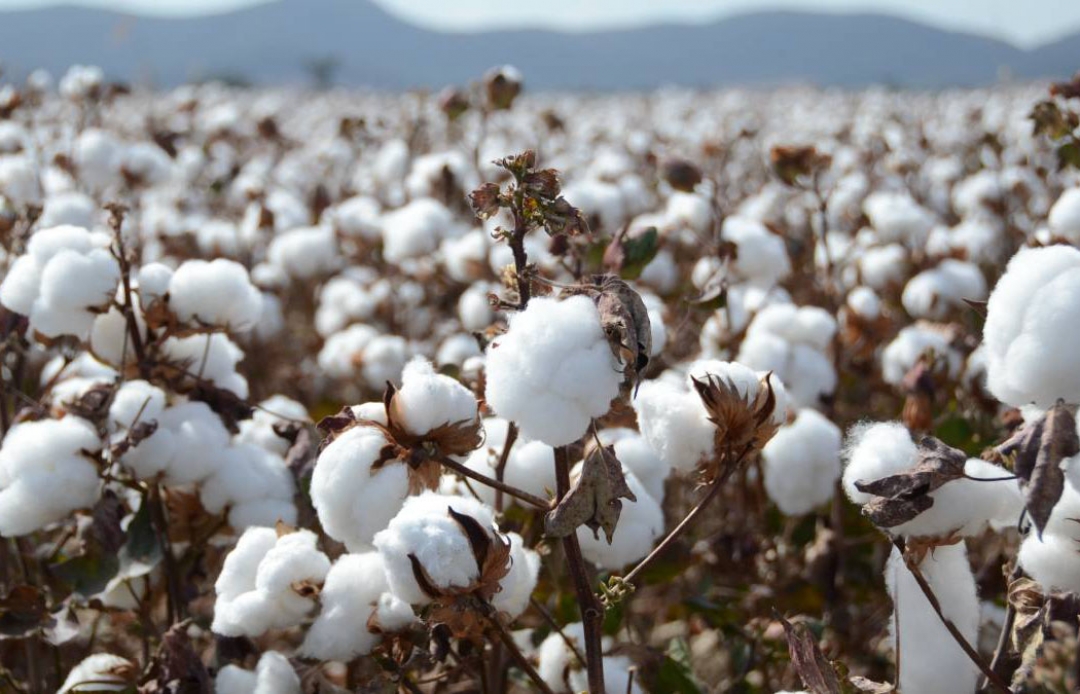 سعر قنطار القطن اليوم الاثنين 8 ديسمبر 2025 في محافظات الوجه البحري والقبلي