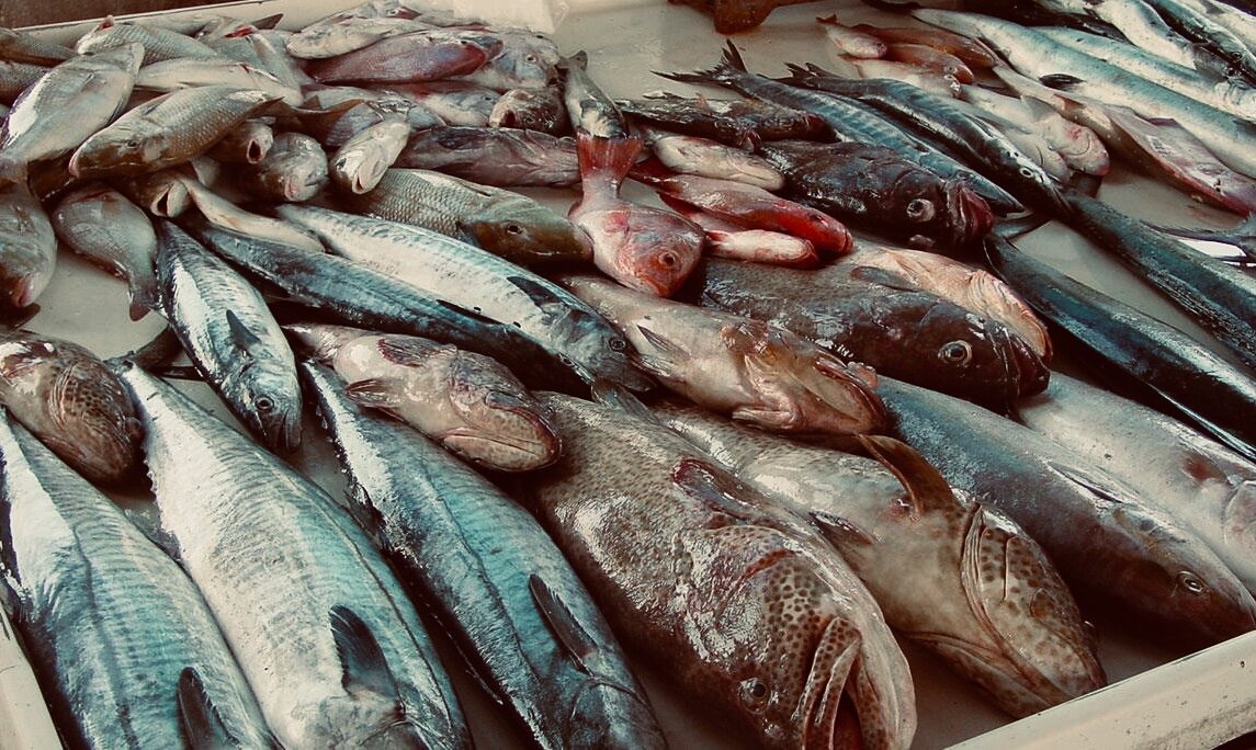 أسعار السمك في سوق العبور اليوم الاحد 14 ديسمبر 2025 بجميع الأنواع.. البلطي بـ 65 جنيه