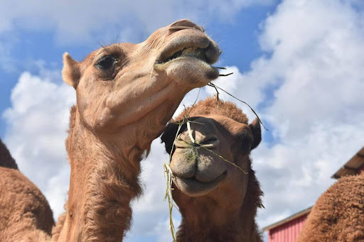 موسم سباقات الهجن 2025: الفرسان الآليون والتقاليد العريقة في الإمارات العربية المتحدة