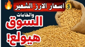 أسعار الأرز الشعير اليوم