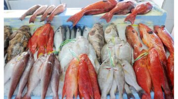 أسعار السمك في سوق العبور اليوم