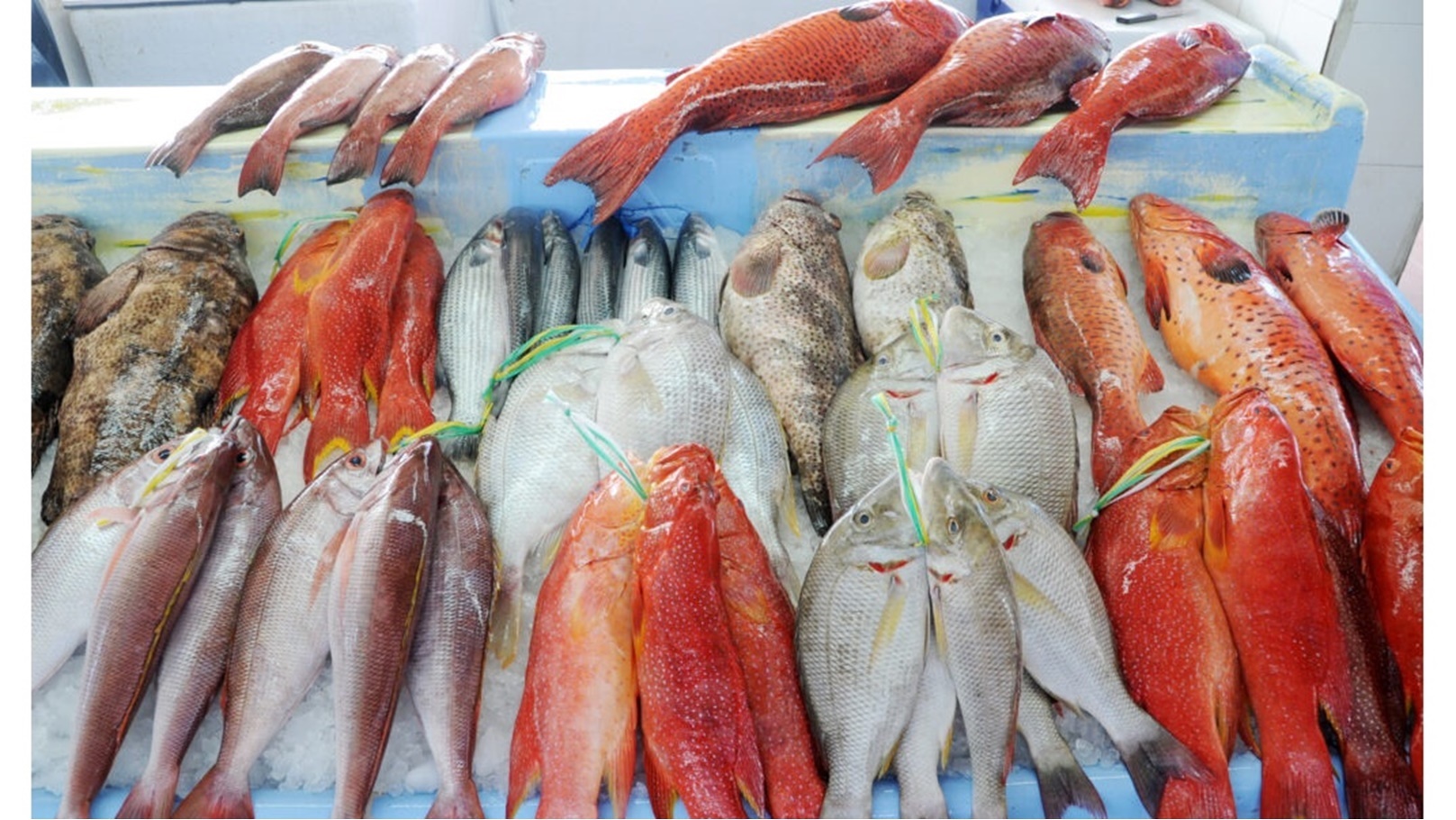 أسعار السمك في سوق العبور اليوم السبت 27-12-2025 اخر تحديث