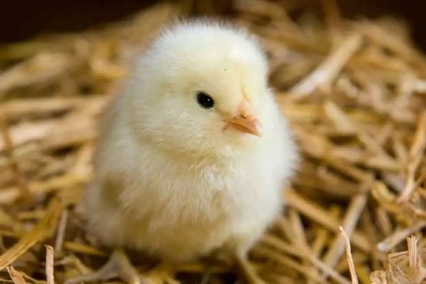 أسعار الكتاكيت اليوم الاربعاء 17 ديسمبر 2025 في الأسواق تحديث يومي للمربين