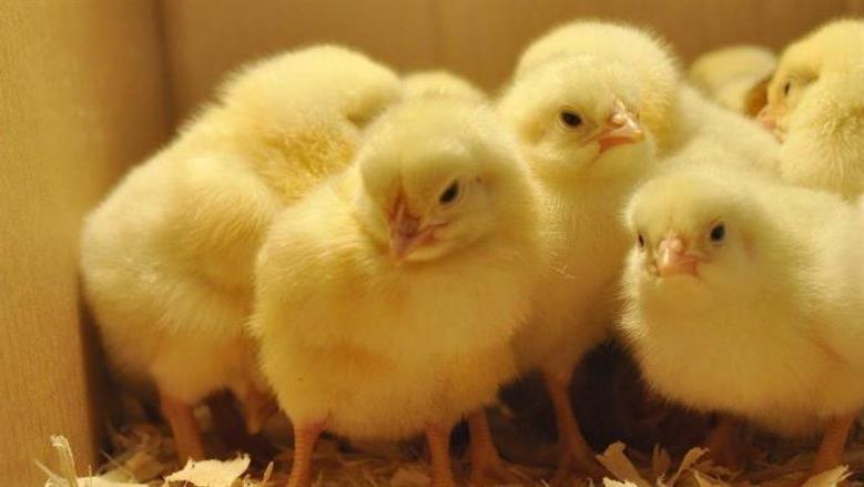 أسعار الكتاكيت في بورصة الدواجن اليوم الاحد 7 ديسمبر 2025 وأسعار كتاكيت الشركات الكبرى