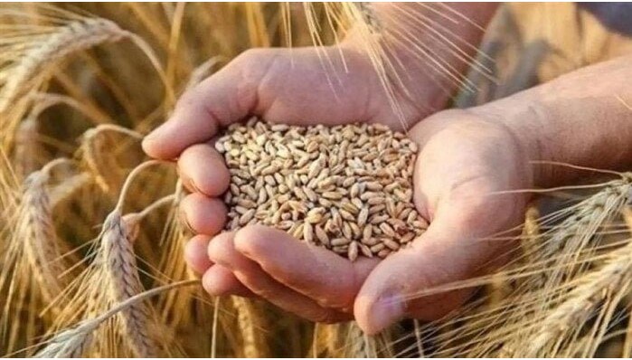 الكيلــو والطـــن بكام؟؟ سعر الأرز الشعير الآن 2025 في الاسواق المصرية