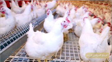 اسعار الفراخ