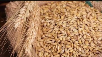 الارز الشعير