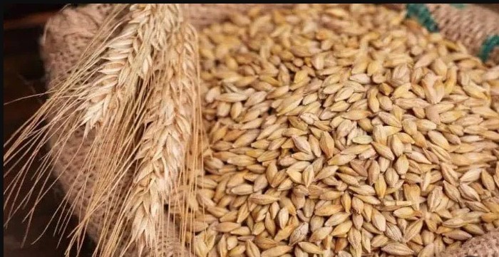 علي كام انهاردة؟؟ سعر طن الأرز الشعير اليوم الاحد 7 ديسمبر 2025 حسب نوع الحبة