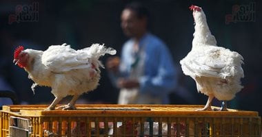 الدواجن السردة تهدد المستهلك وتحتاج لتوعية اقتصادية عاجلة