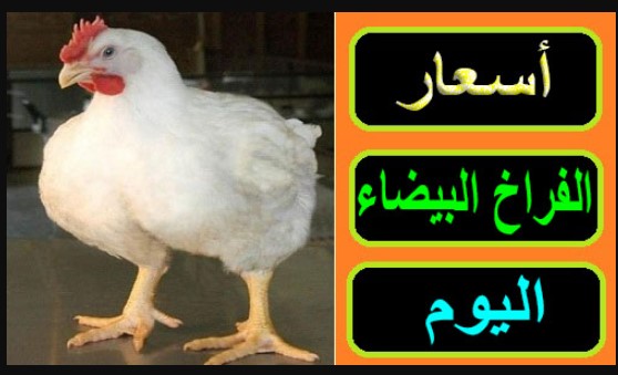 المستهلك بيسأل؟؟ سعر كيلو الفراخ البيضاء اليوم في المزارع والسوق المحلي