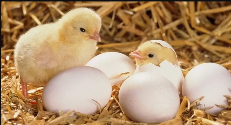 عمر يوم بكام؟ سعر الكتكوت الابيض اليوم الاربعاء 24 ديسمبر 2025 أخر تحديث