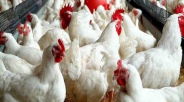 بورصة الدواجن اليوم أسعار الفراخ البيضاء