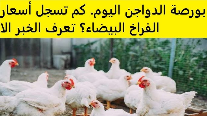 بورصة الدواجن اليوم أسعار الفراخ البيضاء الاحد 21 ديسمبر 2025 في الاسواق
