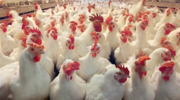 بورصة الدواجن اليوم أسعار الفراخ البيضاء