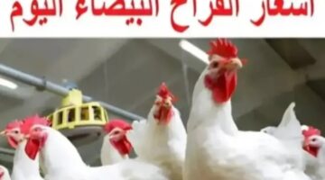 بورصة الدواجن اليوم أسعار الفراخ البيضاء 4
