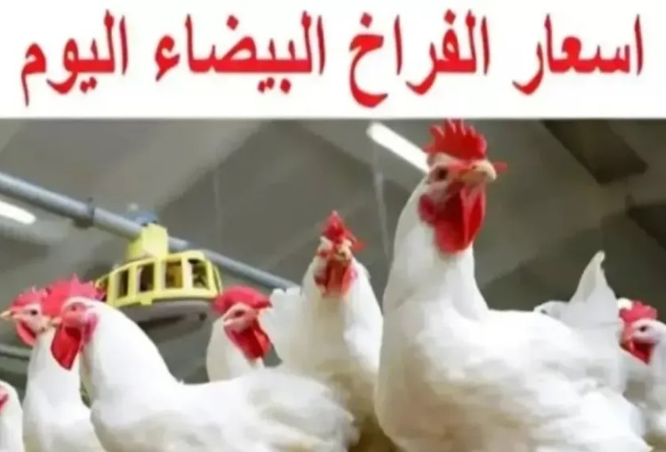 بورصة الدواجن اليوم أسعار الفراخ البيضاء الأربعاء 24 ديسمبر 2025 في الأسواق للمستهلك