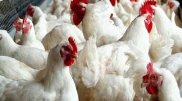 بورصة الدواجن اليوم أسعار الفراخ البيضاء 6