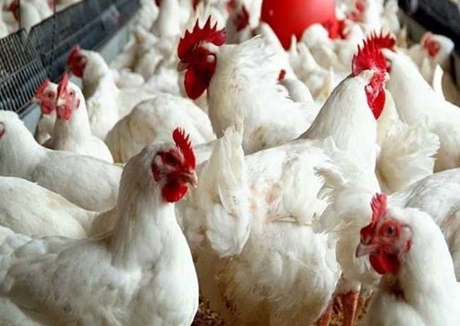 بورصة الدواجن اليوم أسعار الفراخ البيضاء السبت 27 ديسمبر 2025 في الأسواق والمحلات التجارية