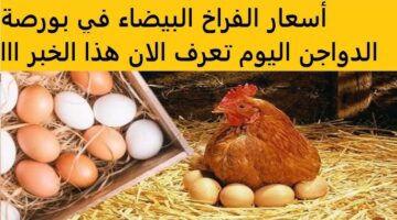 بورصة الدواجن اليوم أسعار الفراخ البيضاء اليوم