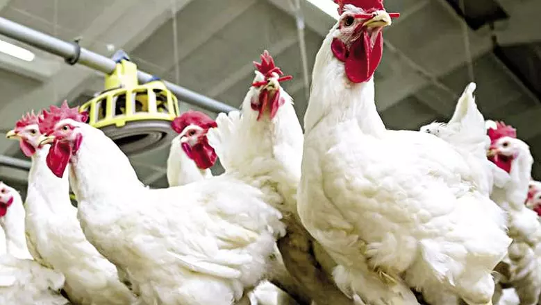 بورصة الدواجن اليوم أسعار الفراخ البيضاء السبت 20 ديسمبر 2025 .. كيلو صدور الفراخ بكام؟