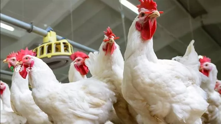 تراجع أسعار الدواجن في الأسواق اليوم الثلاثاء