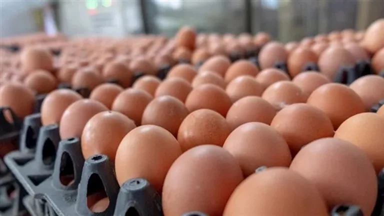 زيادة أسعار البيض في الأسواق اليوم الاثنين