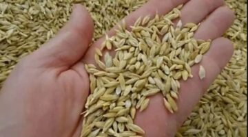 سعر الارز الشعير