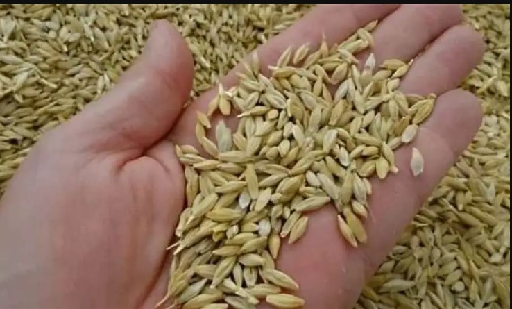 ما هو سعر طن الأرز الشعير اليوم الثلاثاء 23 ديسمبر 2025 في مصر؟