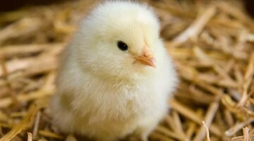 سعر الكتكوت الأبيض اليوم 2