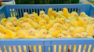 سعر الكتكوت الأبيض اليوم 3