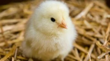 سعر الكتكوت الأبيض اليوم