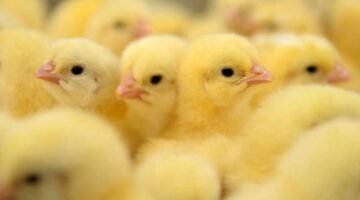 سعر الكتكوت الأبيض اليوم 5