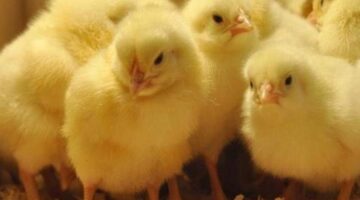 سعر الكتكوت الأبيض اليوم عمر يوم