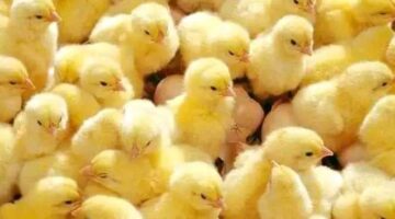 سعر الكتكوت الأبيض اليوم عمر يوم 1