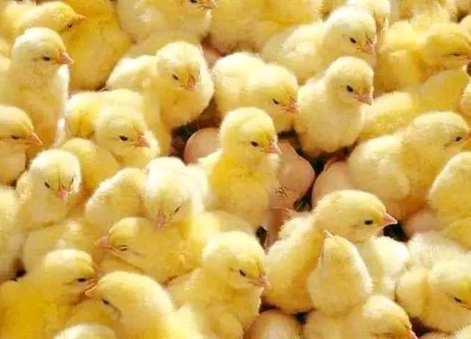 بكام الكتكوتة ؟ .. سعر الكتكوت الأبيض اليوم عمر يوم الأحد 14 ديسمبر 2025 في بورصة الدواجن