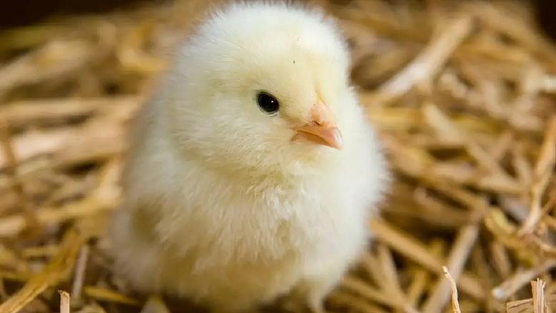 سعر الكتكوت الأبيض اليوم عمر يوم في مصر اليوم  الاثنين 15 ديسمبر 2025 داخل بورصة الدواجن والشركات