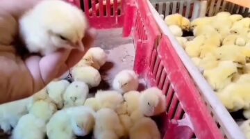 سعر الكتكوت الأبيض اليوم عمر يوم 3